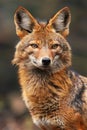 AI generated illustration of a Golden Jackal, a cunning scavenger and opportunistic hunter