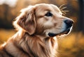 AI generated illustration of a golden retriever sits in a grassy field Royalty Free Stock Photo