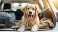 a golden retriever in the back of a car with a piece of luggage Royalty Free Stock Photo