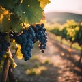 AI generated illustration of grapes glistening on a vine in the morning sun at a vineyard