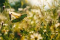 AI generated illustration of a grasshopper takes flight from wildflowers in nature Royalty Free Stock Photo