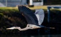 AI generated illustration of a Great Blue Heron in flight on a sunny day Royalty Free Stock Photo