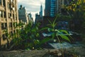 AI generated illustration of green cannabis plants growing outdoors in a city