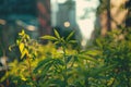 AI generated illustration of green cannabis plants growing outdoors in a city