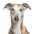 AI generated illustration of a Greyhound isolated on white background