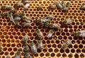 a number of bees on a piece of honey combs