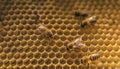 AI generated illustration of a group of bees perched atop a series of honeycombs
