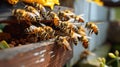 a bunch of bees sitting on top of a wooden fence