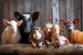 a herd of cattle sitting next to each other near a fence Royalty Free Stock Photo