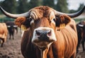 some cows are running in a small field together and some of them are standing with Royalty Free Stock Photo