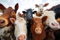 a herd of cows standing next to each other in a field Royalty Free Stock Photo