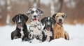 a number of dogs sitting on top of a snowy ground Royalty Free Stock Photo
