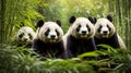 AI generated illustration of a group of Giant Pandas in their natural habitat