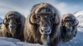 AI generated illustration of a group of musk oxen standing together in a snowy, wintery landscape Royalty Free Stock Photo
