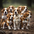 nine beagles are shown in front of the camera