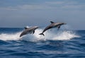 AI generated illustration of a group of playful dolphins leaping out of a crystal-clear sea