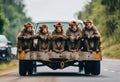 AI generated illustration of a group of primates in a pickup truck