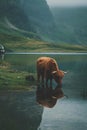 AI-generated illustration of A hairy brown cow drinking water from a lake Royalty Free Stock Photo