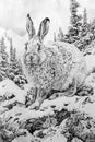 AI generated illustration of a hand-drawn black and white pen sketch of a Tibetan Wooly Hare