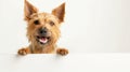 AI generated illustration of a happy small dog looking over a white panel with a white background Royalty Free Stock Photo