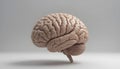 A realistic three-dimensional model of a human brain on a clean background. Royalty Free Stock Photo
