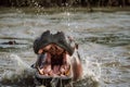 an open hippo mouth and its teeth wide open in the water Royalty Free Stock Photo