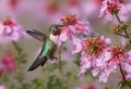 AI generated illustration of a hummingbird drinking from flowers Royalty Free Stock Photo