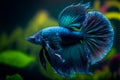 AI generated illustration of a hyperrealistic blue Siamese fighting fish swimming in an aquarium