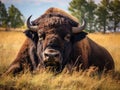 American Bison Royalty Free Stock Photo