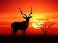 Antelope Silhouette