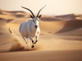 Arabian oryx