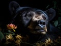 Asiatic black bear
