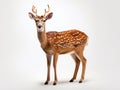 Beautiful sika deer Royalty Free Stock Photo