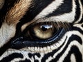 Beautiful zebra