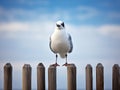 Black Headed Gull