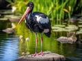Black Necked Stork