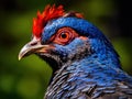 Blue Grouse Close Up Royalty Free Stock Photo