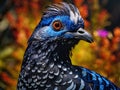 Blue Grouse Close Up Royalty Free Stock Photo