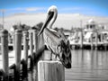 Brown Pelican