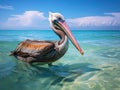 Brown pelican