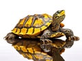 Chinese turtle