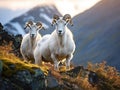 Dall Sheep in