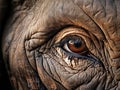 Elephant close up