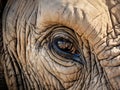Elephant Hide Royalty Free Stock Photo
