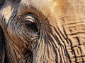 Elephant Hide Royalty Free Stock Photo