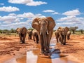 Elephants Tsavo East Royalty Free Stock Photo