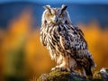 European Eagle Owl Royalty Free Stock Photo