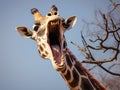 Giraffe with tongue