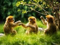 Golden Monkeys