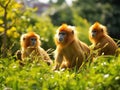 Golden Monkeys
